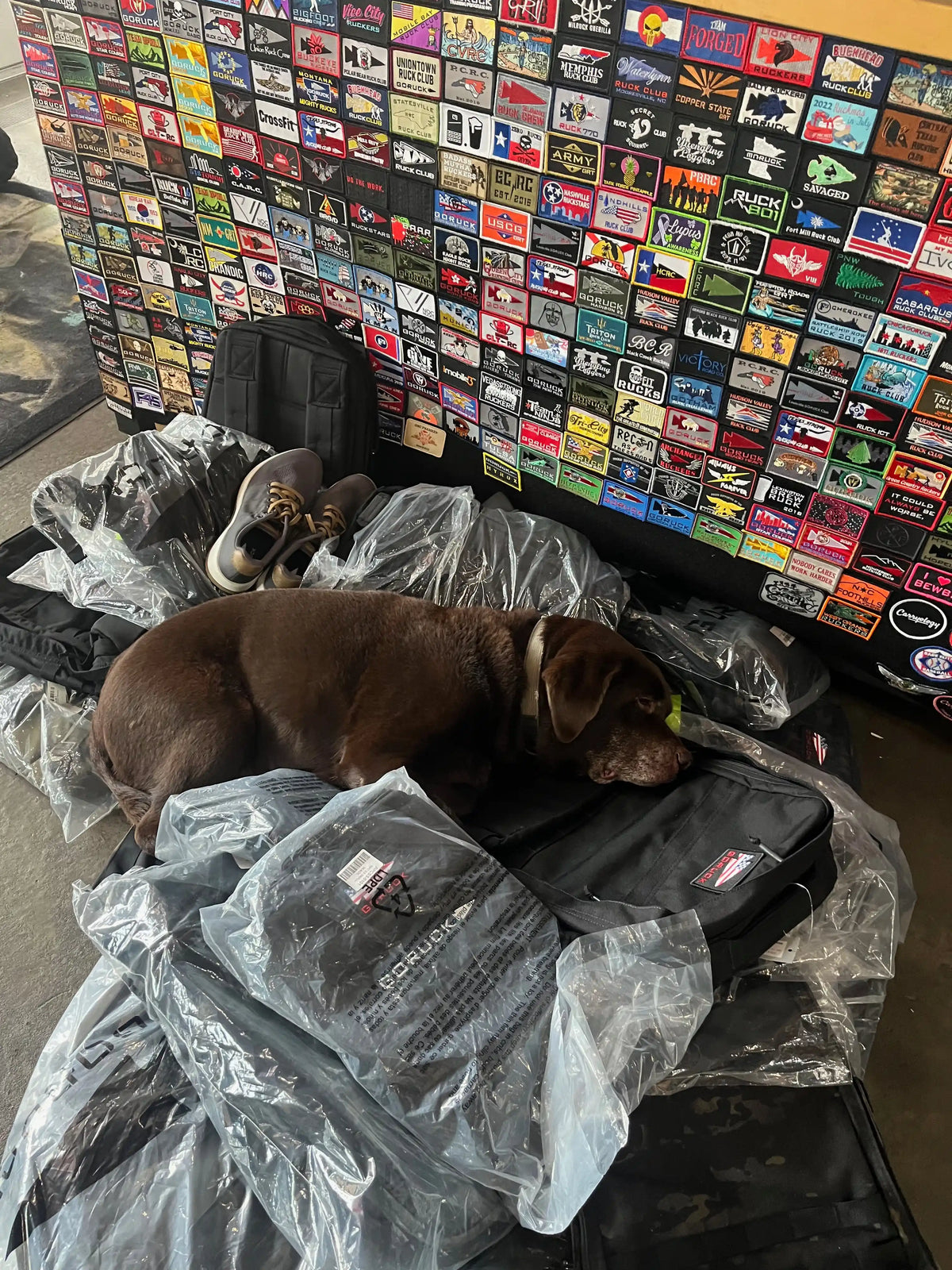 Brown dog resting on GORUCK backpacks beside a colorful wall of rucking patches
