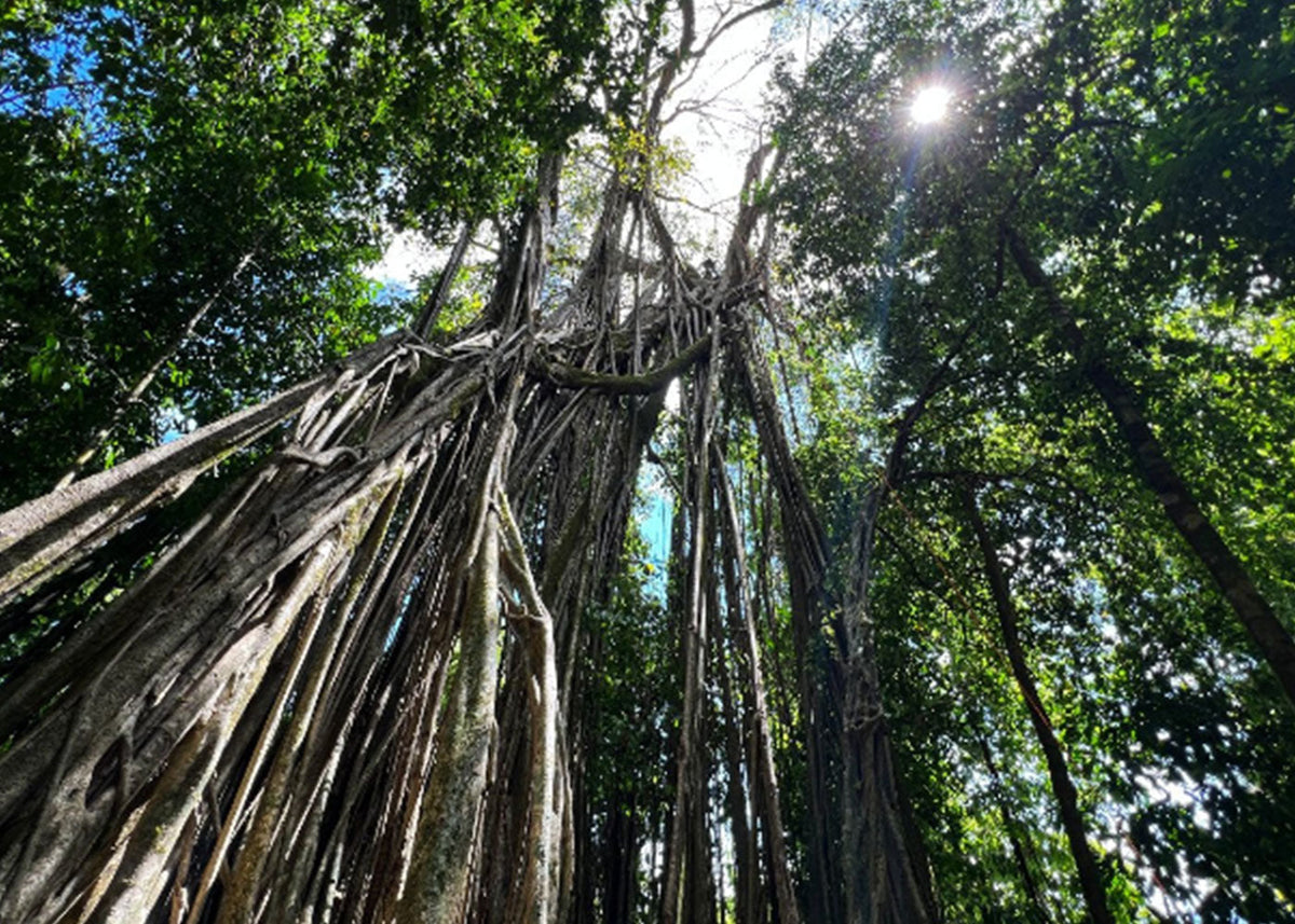 Sunlight shines through dense green canopy above tall, sprawling banyan tree with hanging roots.
