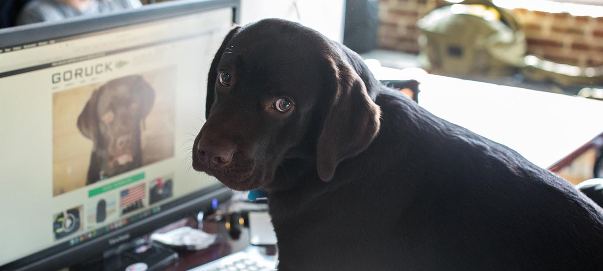 A chocolate labrador looks at the camera while sitting next to a computer displaying a dog photo.