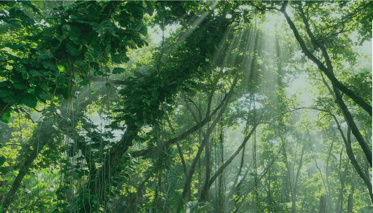 Sunlight streams through dense green trees and foliage in a lush jungle or forest scene.