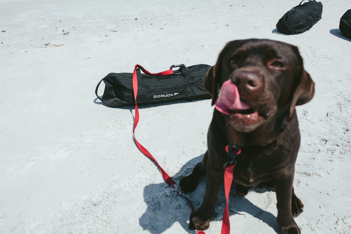 Chocolate lab on a beach with red leash, GORUCK sandbag in background