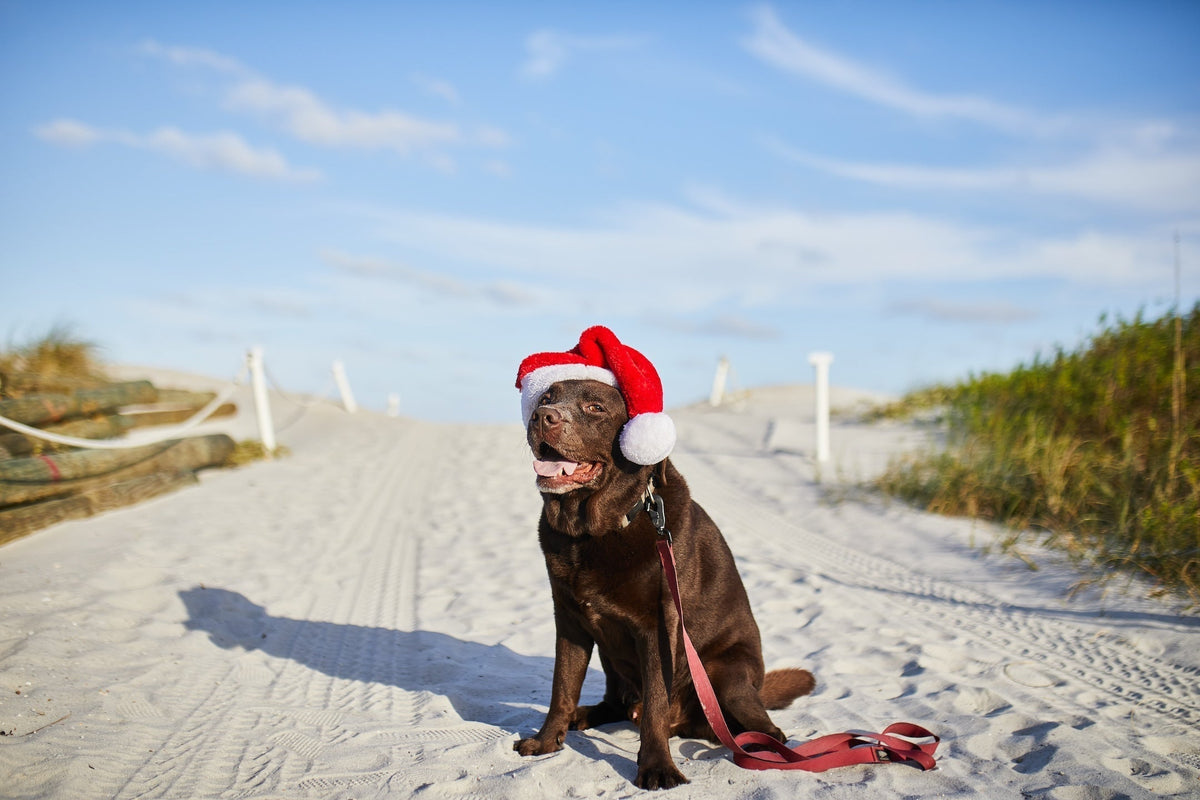 Chocolate lab wearing a Santa hat on a sandy beach with blue sky, GORUCK holiday image