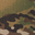 Multicam