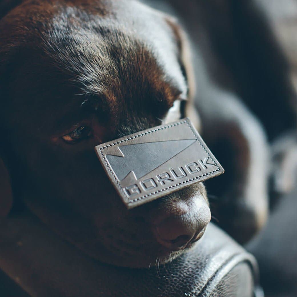 A chocolate lab with a 