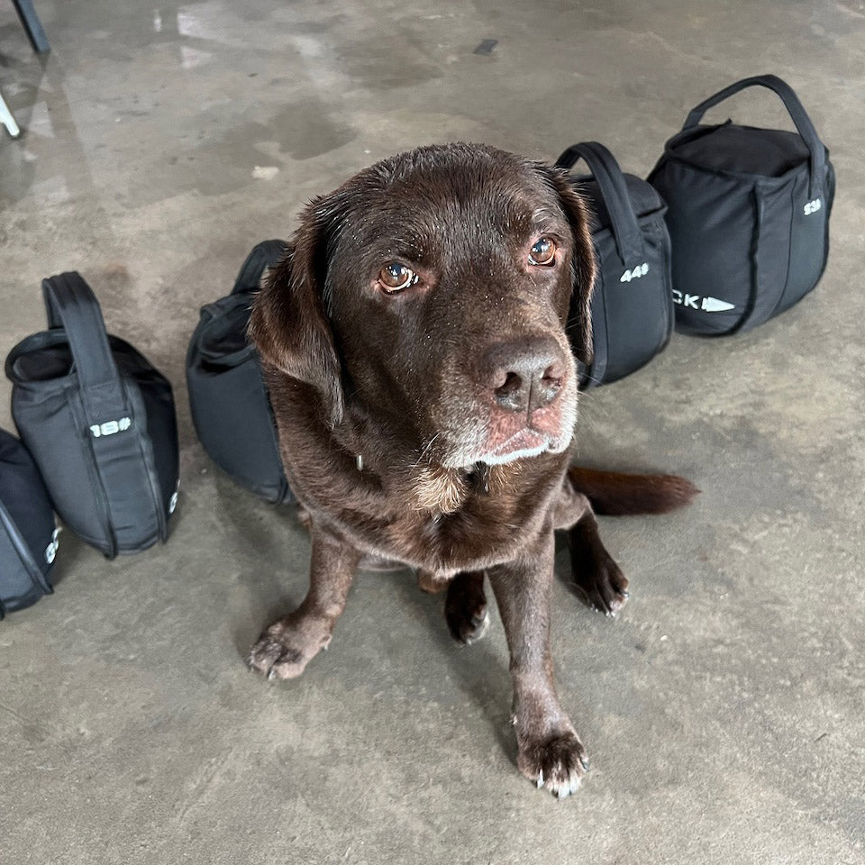 A chocolate labrador sitting on a concrete floor beside several black gym bags.