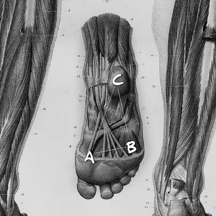 Anatomical drawing of a foot with labeled points A (heel), B (arch), and C (top) among detailed muscles.